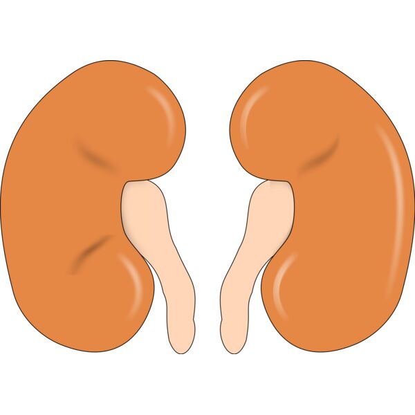 Kidneys Thumbnail