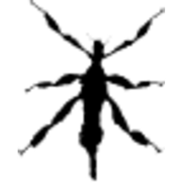 Walking Insect11 Thumbnail