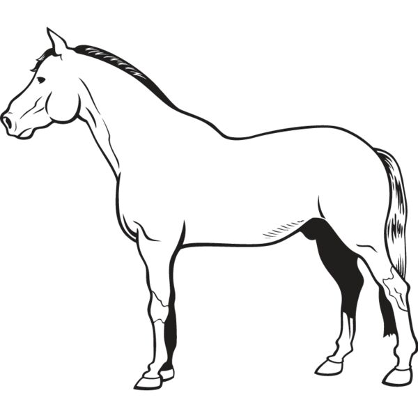 Horse13 Thumbnail