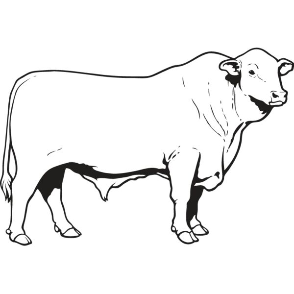 Bull1 Thumbnail