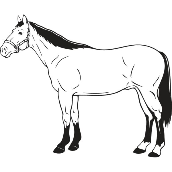 Horse14 Thumbnail