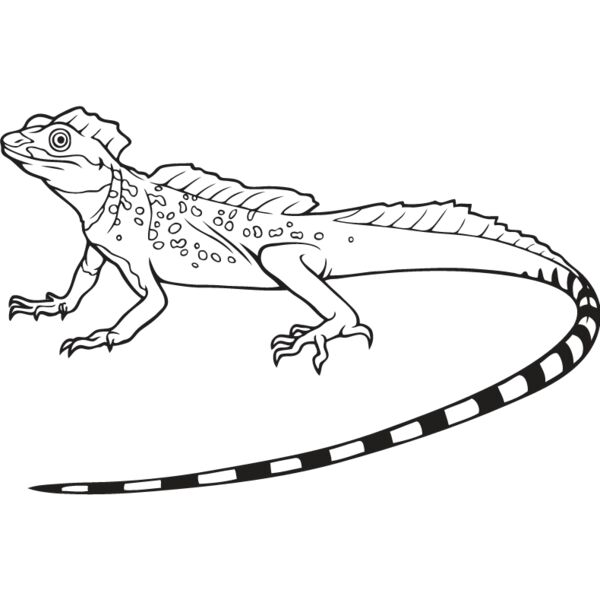 Lizard1 Thumbnail