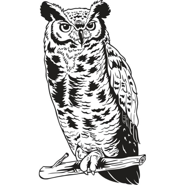 Owl1 Thumbnail