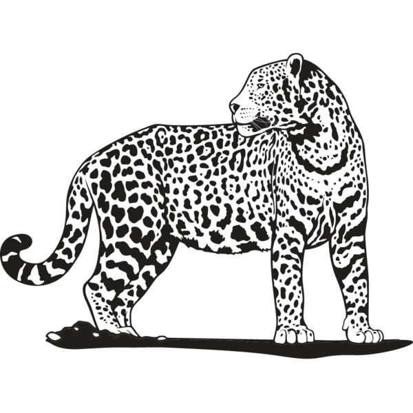 Jaguar1 Thumbnail