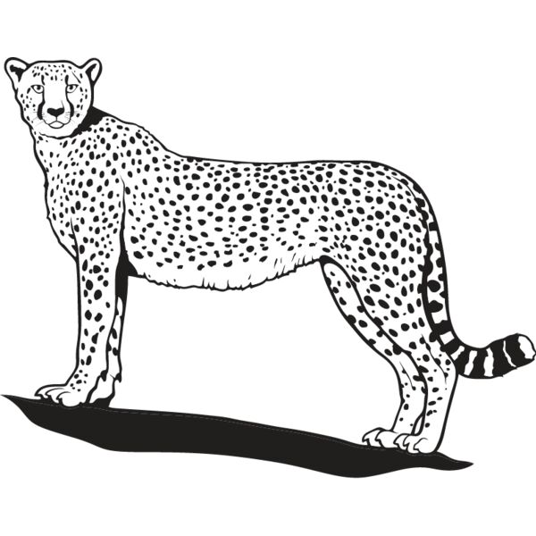Cheetah1 Thumbnail
