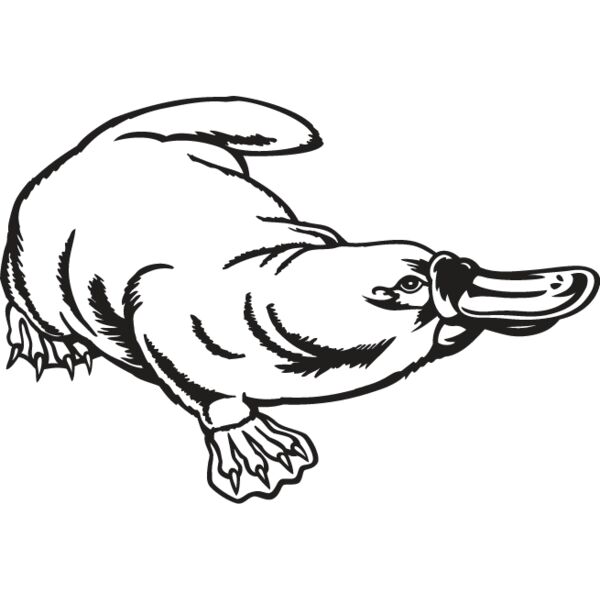Platypus Thumbnail