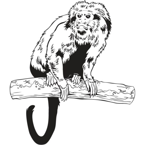 Monkey1 Thumbnail