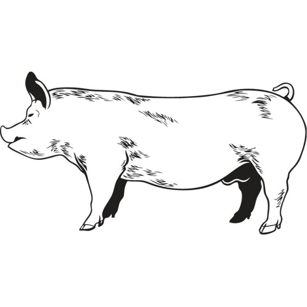Pig2 Thumbnail