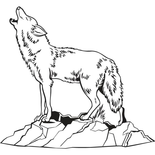 Coyote2 Thumbnail