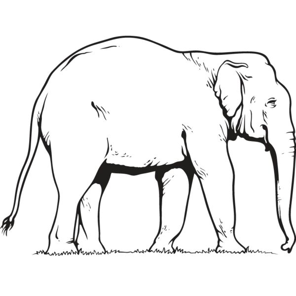 Elephant3 Thumbnail
