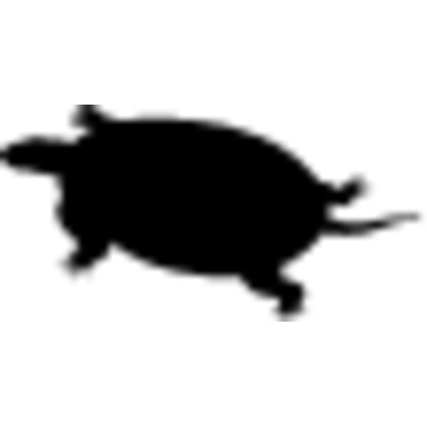 Turtle2 Thumbnail