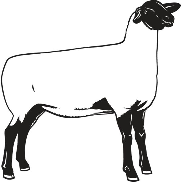 Sheep2 Thumbnail