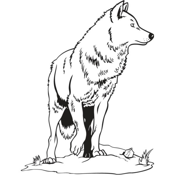 Wolf1 Thumbnail