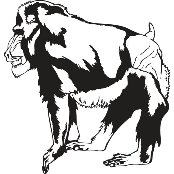 Monkey3 Thumbnail