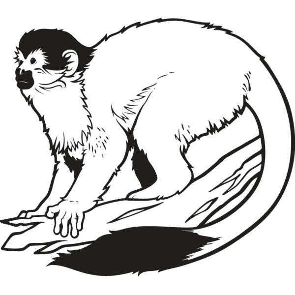 Monkey5 Thumbnail