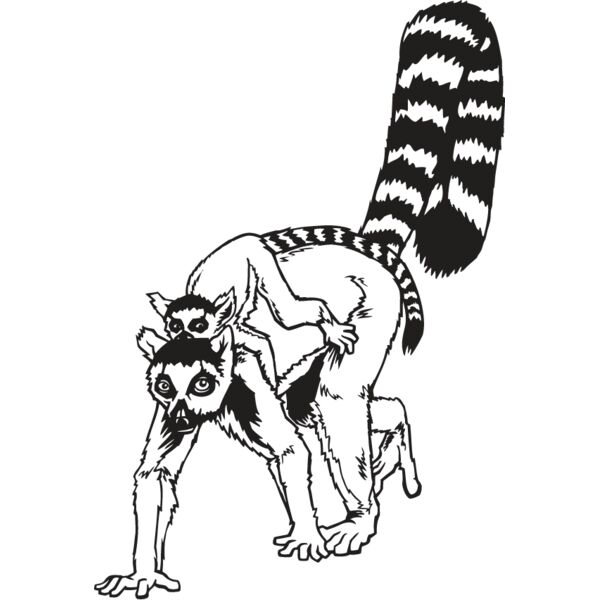 Lemur Thumbnail