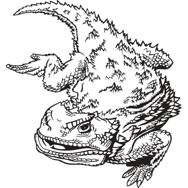 Horned Toad Thumbnail