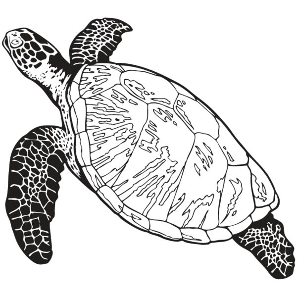 Sea Turtle1 Thumbnail