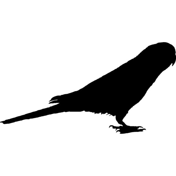 Parrot Silhouette3 Thumbnail