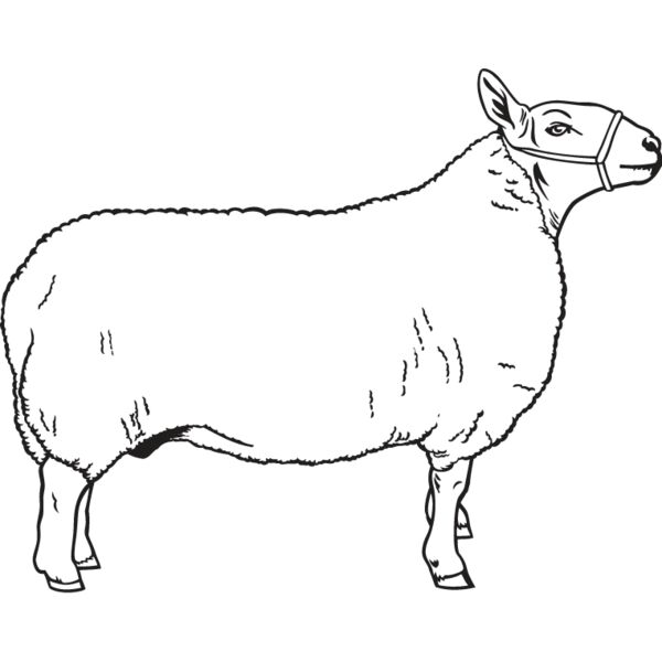 Sheep1 Thumbnail