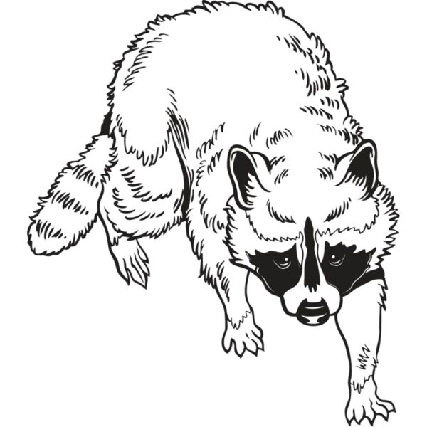Raccoon1 Thumbnail
