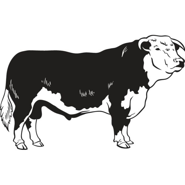 Bull2 Thumbnail