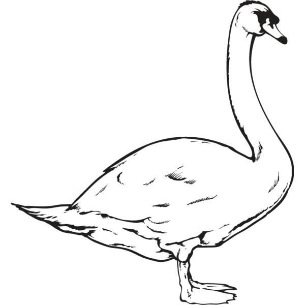 Swan1 Thumbnail