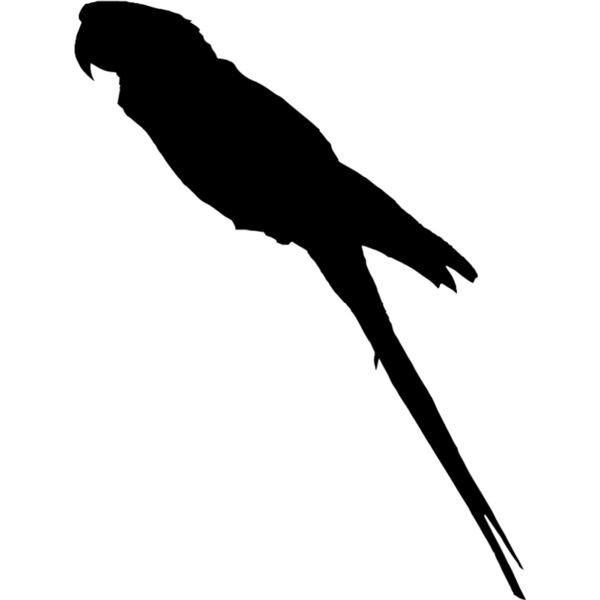 Parrot Silhouette2 Thumbnail