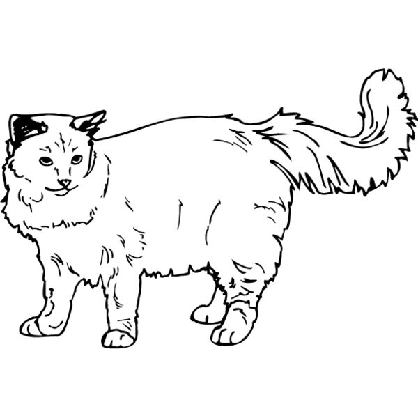 Cat40 Thumbnail