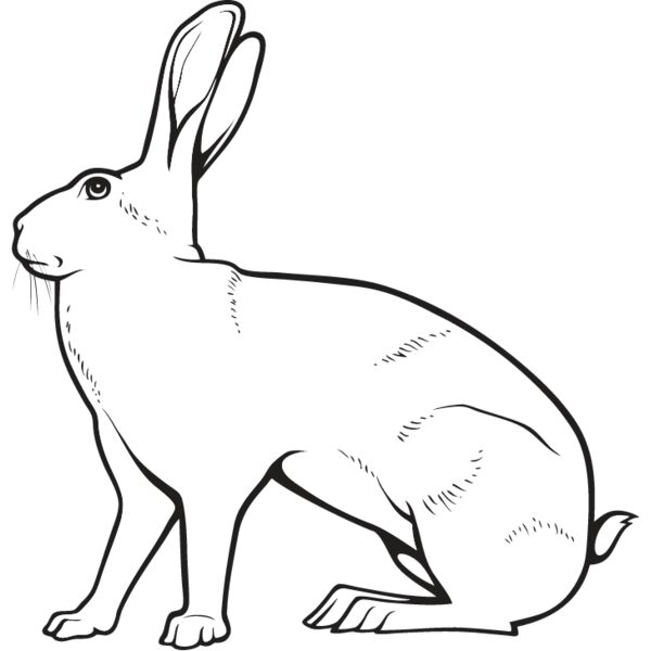 Rabbit5 Thumbnail