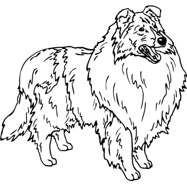 Collie2 Thumbnail