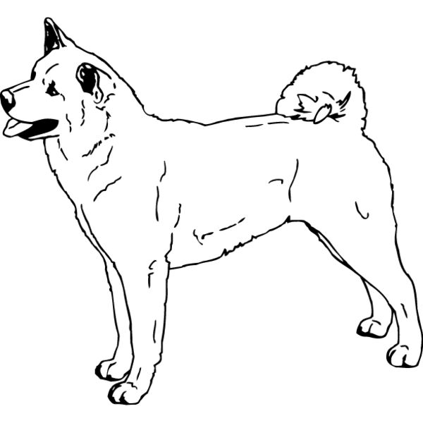 Akita1 Thumbnail
