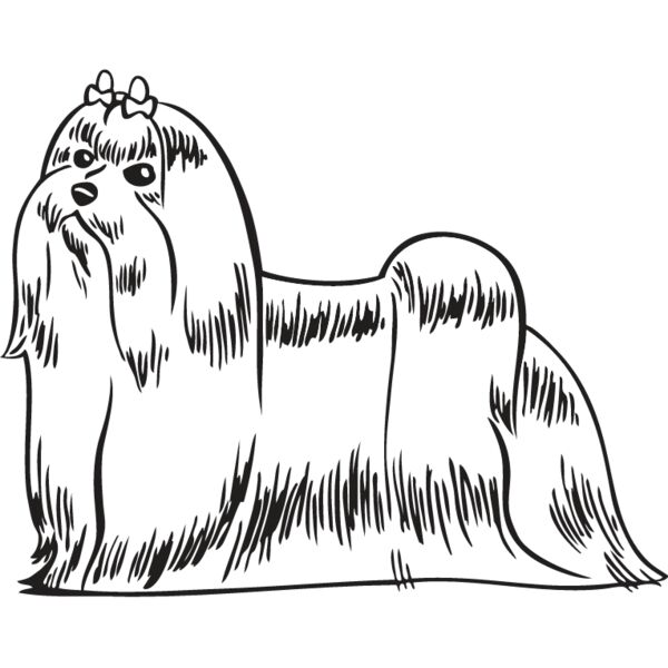 Maltese Thumbnail