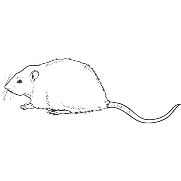 Rat Thumbnail