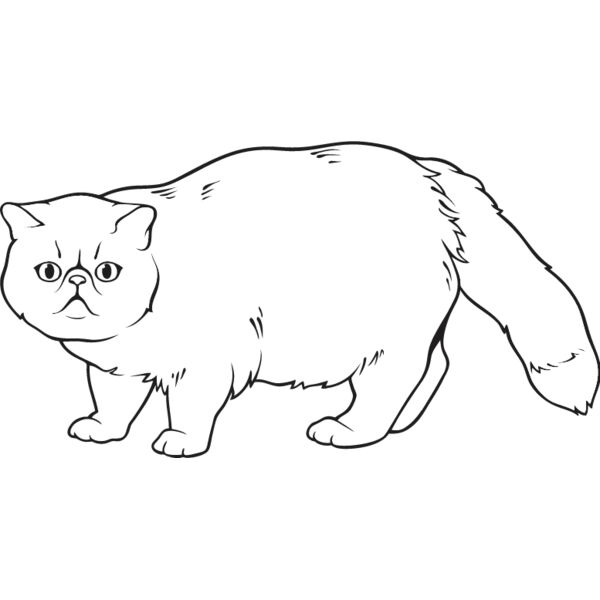 Cat37 Thumbnail