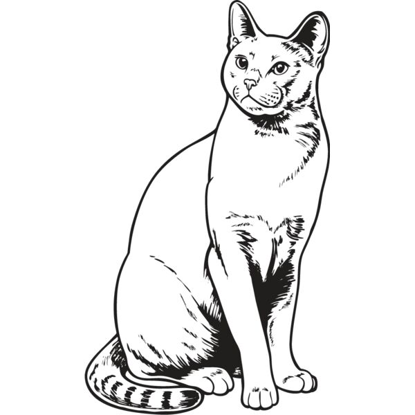 Cat41 Thumbnail