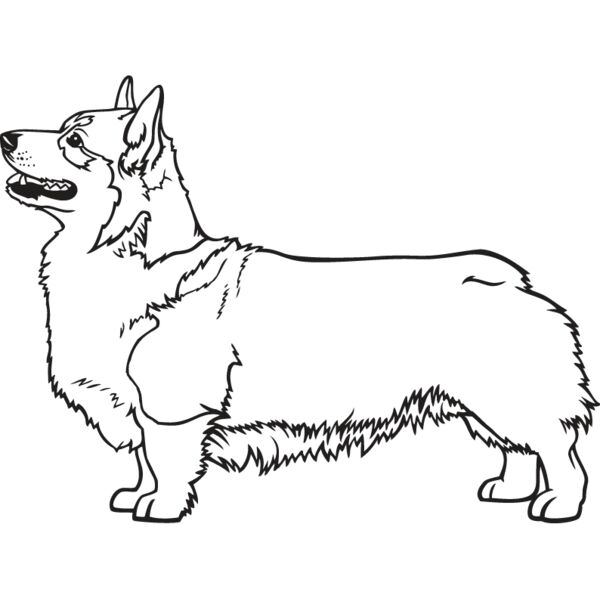 Corgi2 Thumbnail