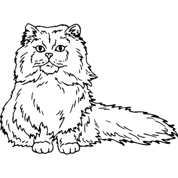 Cat39 Thumbnail