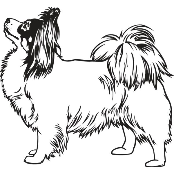 Papillon Thumbnail
