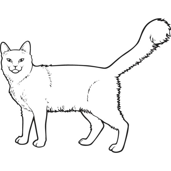 Cat47 Thumbnail