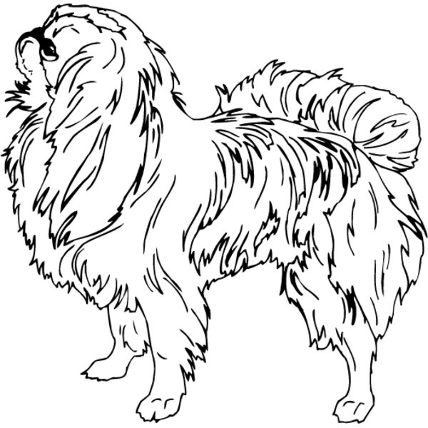 Shih Tzu1 Thumbnail