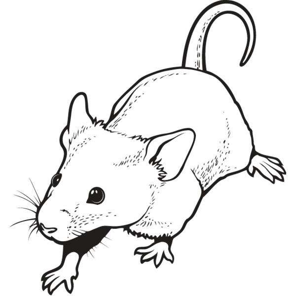 Mouse2 Thumbnail