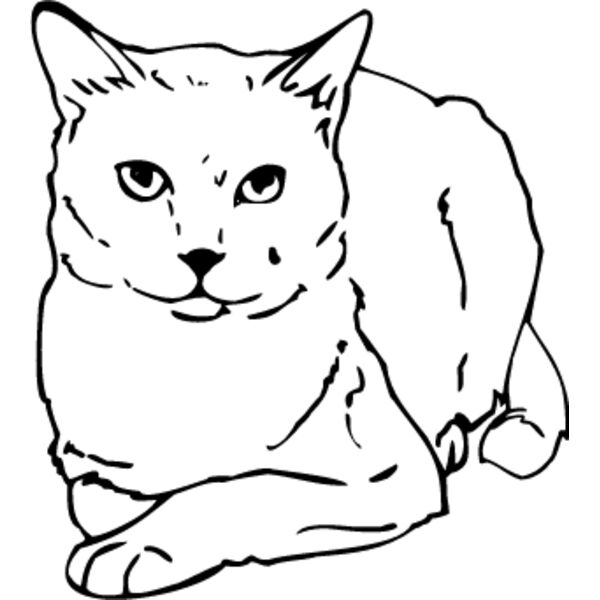 Cat46 Thumbnail