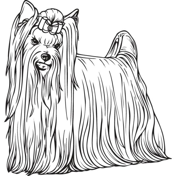 Yorkshire Terrier2 Thumbnail