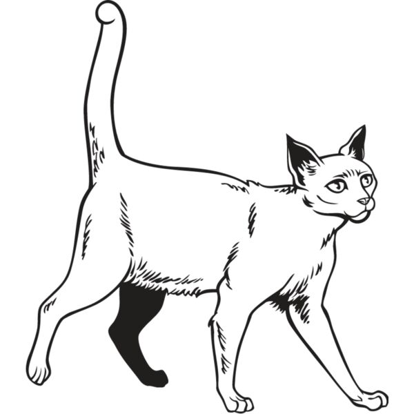 Cat43 Thumbnail