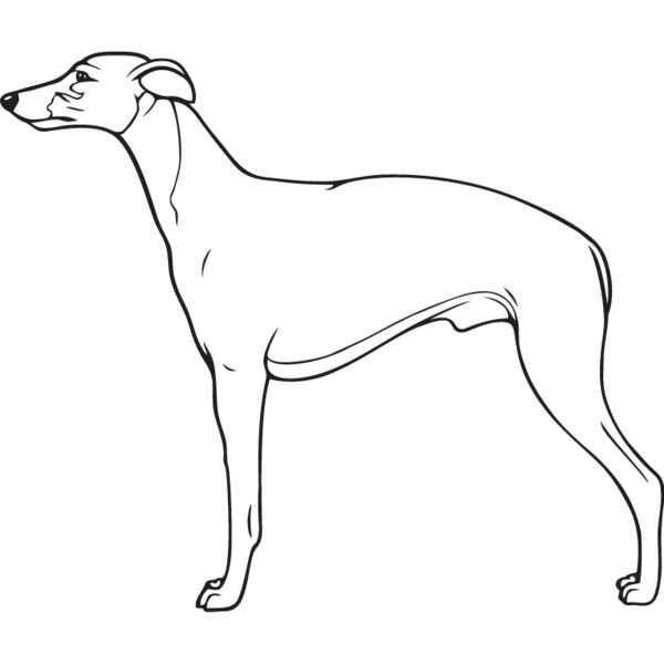 Whippet4 Thumbnail