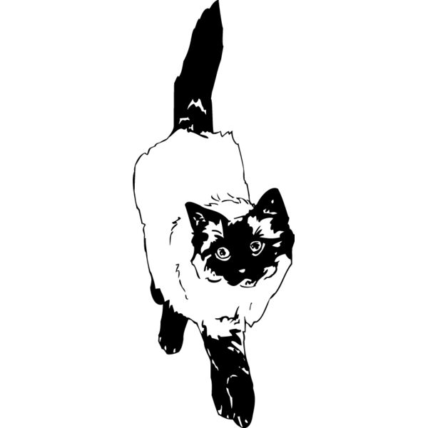Cat42 Thumbnail