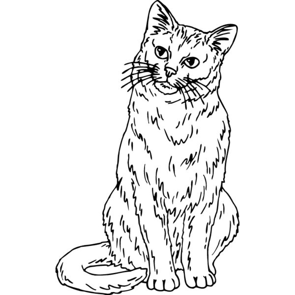 Cat36 Thumbnail