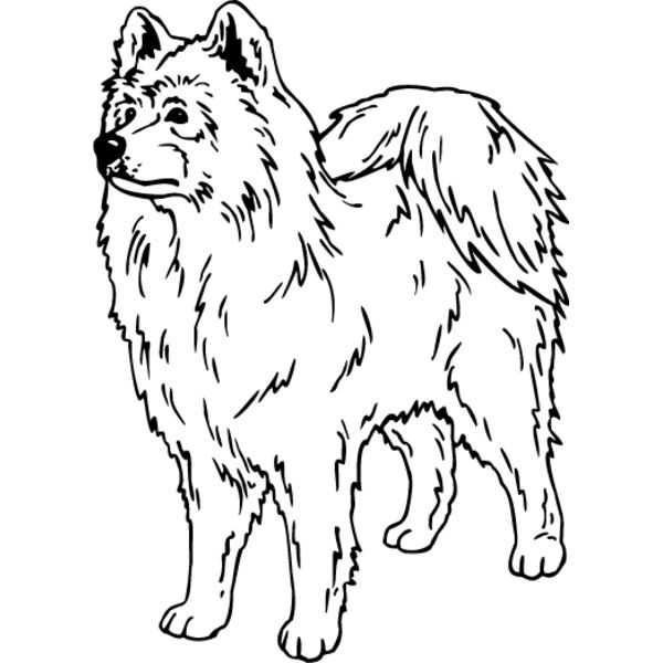 Samoyed1 Thumbnail