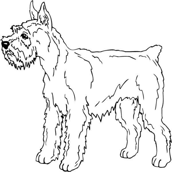 Schnauzer Thumbnail